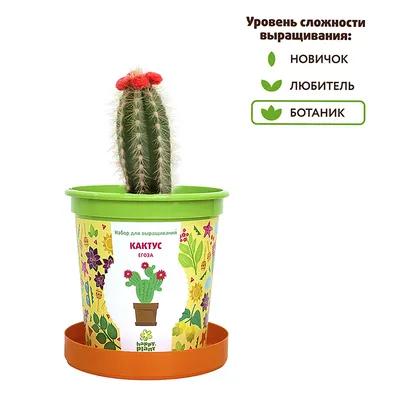 Набор для выращивания Happy Plant Кактус Егоза купить по цене 230 ₽ в  интернет-магазине Детский мир