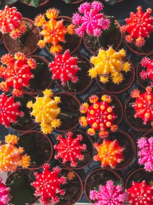 Кактус Гимнокалициум Михановича - Botanic Craft | Цветы и растения в  Хабаровске