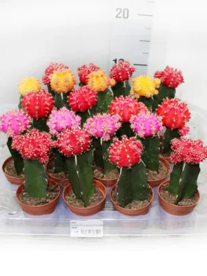 Комнатное растение \"Кактус гимнокалициум Михановича\" купить по низкой цене  | \"Кактус гимнокалициум Михановича\" в интернет-магазине kashpo.store