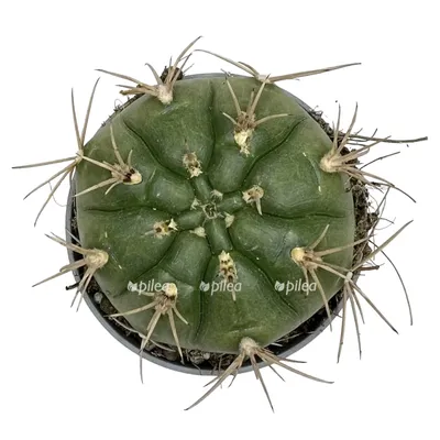 Гимнокалициум Михановича (Gymocalycium mihanovichii) - выращивание, уход,  полив :: myPlants