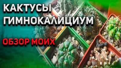 Гимнокалициум микс в Москве по доступным ценам