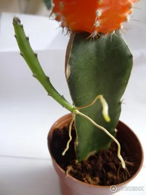 Гимнокалициум: особенности выращивания кактуса | Цветы | Дзен