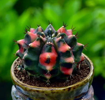 Гимнокалициум Михановича (Gymocalycium mihanovichii) - выращивание, уход,  полив :: myPlants