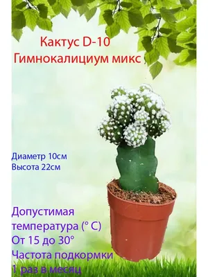 Кактус гимнокалициум Михановича - «Моя маленькая большая радость» | отзывы