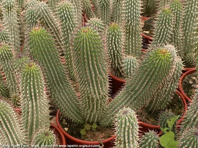 Худия Гордони-Hoodia gordonii: Худия Гордони действие