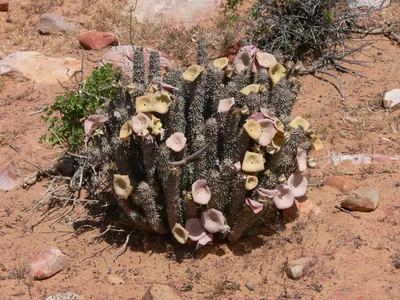 Гудия Гордона (Hoodia gordonii) — описание, выращивание, фото | на  LePlants.ru