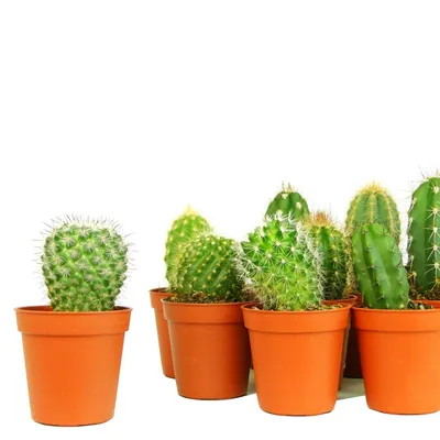 Кактус (микс) купить в Минске с доставкой | Cactus.by