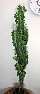 Молочай великий (Эуфорбия Ингенс) разветвленная ДИАМЕТР 35 см ВЫСОТА 120  см: Удивительные растения с красивыми формами и колючками 🌵 Greendekor.ru