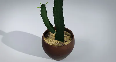 Euphorbia CACTUS 'TORTIRAMA' (Молочай, Эуфорбия): купить 2 семени c  доставкой почтой 🌸 Адениум дома