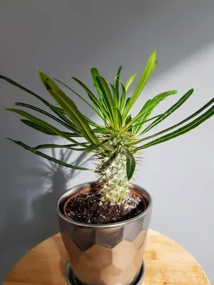 Cvjećara ASJA - Kaktus pachypodium - madagaskarska palma  http://www.uputstva.rs/1159-kako-se-uzgaja-madagaskarska-palma-pachypodium-lamerei.html  | Facebook