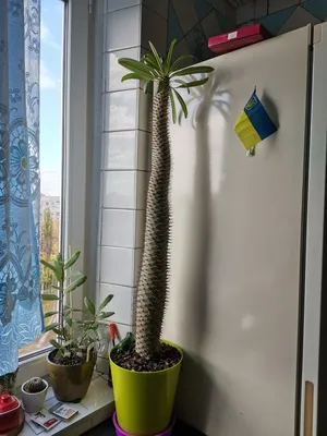 Palma Madagaskaru (Kaktus) | Serniki | Kup teraz na Allegro Lokalnie