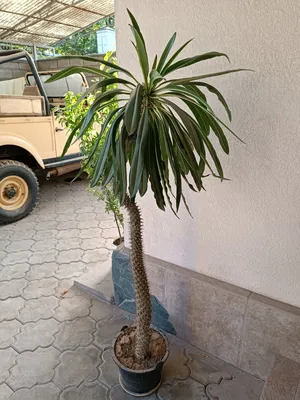 Palma Madagaskaru Pachypodium lamerei - ArtKlaudia