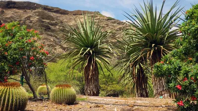 canary islands, la palma : punta gorda, cactus Stock Photo - Alamy