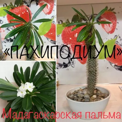 картинки : пейзаж, дерево, природа, кактус, пустыня, цветок, лето, сухой,  Зеленый, Джунгли, производить, Естественный, ботаника, Кактусы, Флора,  Аризона, Растительность, горячий, Ботанический сад, тропики, Юго-запад,  цветущее растение, финиковая пальма ...