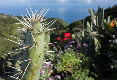 Foto gratis Palma Cactus para descargar | FreeImages