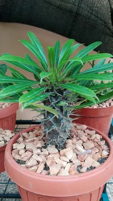 Кокосовая пальма купить в Минске с доставкой | Cactus.by