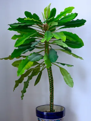 Amazon.com: Pachypodium lamerei rara planta de palma de madagascar cactus  cactus caudex bonsái 6\" maceta : Patio, Césped y Jardín