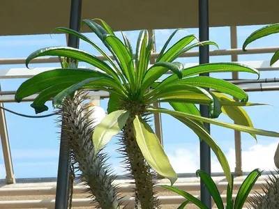 Cactus Palm stock photo. Image of treetop, succulent - 41548634