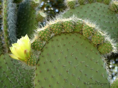 Hotel in Playa de Palma, Mallorca | Hotel Vibra Palma Cactus