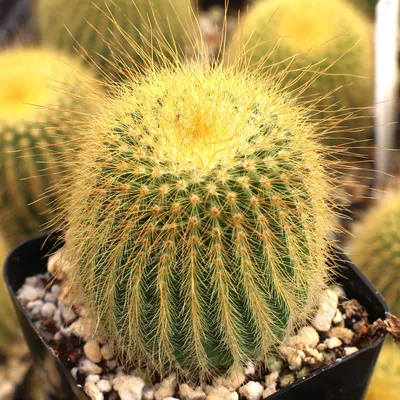 Parodia cactus hi-res stock photography and images - Alamy