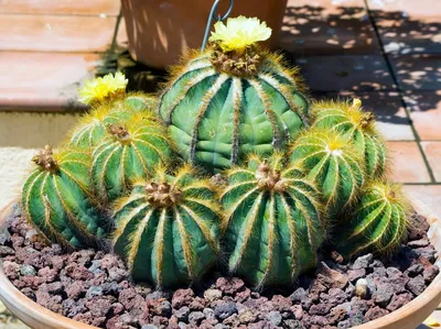Parodia leninghausii - Golden Ball Cactus | MCG™