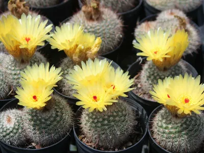 Orange parodia cacti flower hi-res stock photography and images - Alamy