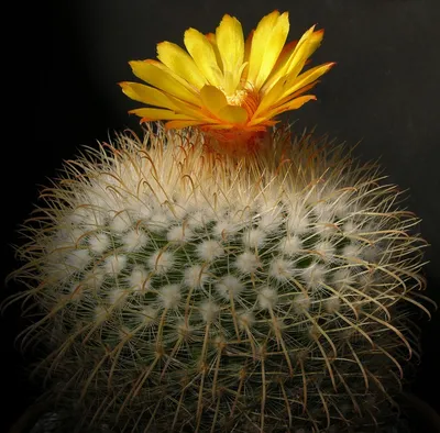 What Is Parodia Cactus – Information On Growing Ball Cactus Plants |  Gardening Know How