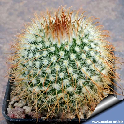 Parodia Leninghausii Cactus Stock Photo - Image of yellow, golden: 101032240