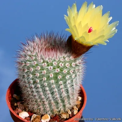 How to Grow and Care for Parodia - World of Succulents