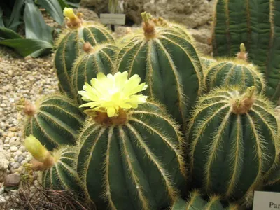 Parodia mix - 20 seeds — rareplant