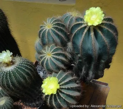 Tom Thumb Cactus - Parodia sp, cactus with many flowers Stock Photo - Alamy