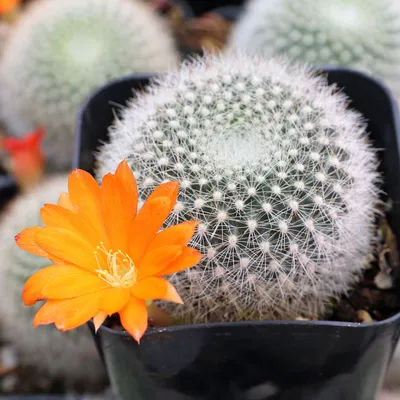 Parodia Cactus | Lively Root