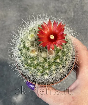 Ball cactus Parodia magnifica?? : r/cactus