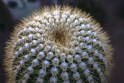 Parodia leninghausii Golden Ball Cactus