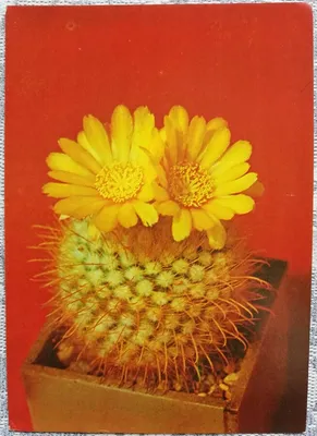 Parodia leninghausii, Golden Ball Cactus in GardenTags plant encyclopedia
