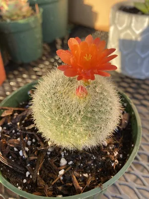 4 inch Parodia magnifica - Cactus Jungle