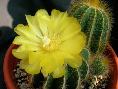 Parodia leninghausii (Yellow Tower Cactus) - World of Succulents | Cactus  plants, Cactus, Succulents