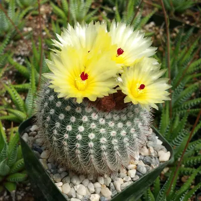 Parodia magnifica 'Balloon Cactus' | Rooted in Paradise – Rooted in  Paradise Succulent Studio