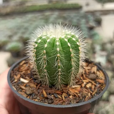 Potted round cactus Parodia microsperma with soft white spines Stock Photo  | Adobe Stock