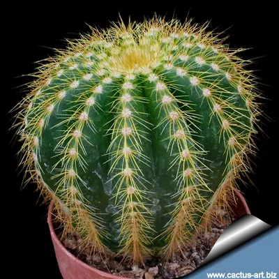 Род Пародия - страница рода с описанием, фотографиями, а также списков  видов этого рода кактусов.