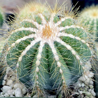 Cactus Plant Medium Parodia Chrysacanthion. Beautiful Yellow, Globular  Cactus. - Etsy