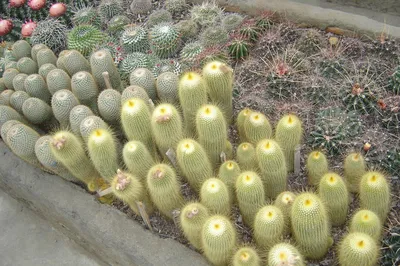 Silver ball cactus (Parodia scopa) Flower, Leaf, Care, Uses - PictureThis