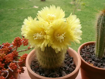 Yellow Tower Cactus- Parodia leninghausii – Upper Place Gardens