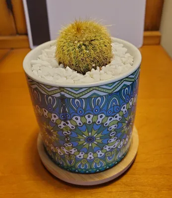 Cactus for Sale| Buy Cactus Online| The Ultimate Cactus Shop