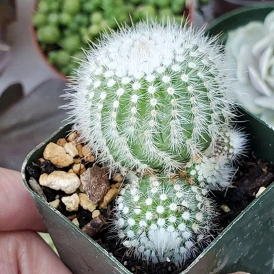 Parodia Magnifica \"Ball Cactus\" Care Guide | Terrarium Succulents