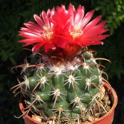 Common Ball Cactus 'Parodia erubescense' - Shop Online at Planet Desert