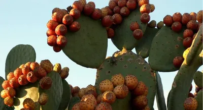 Кактусы — фрукт или овощ? Opuntia ficus-indica (O-o) | malamant