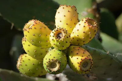 Как правильно есть плоды кактуса/How to eat cactus fruits - YouTube