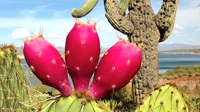 Ягоды кактуса Thelocactus setispinus. И цветы | Пикабу