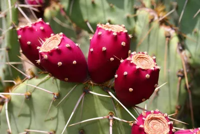 Ягоды кактуса Thelocactus setispinus. И цветы | Пикабу